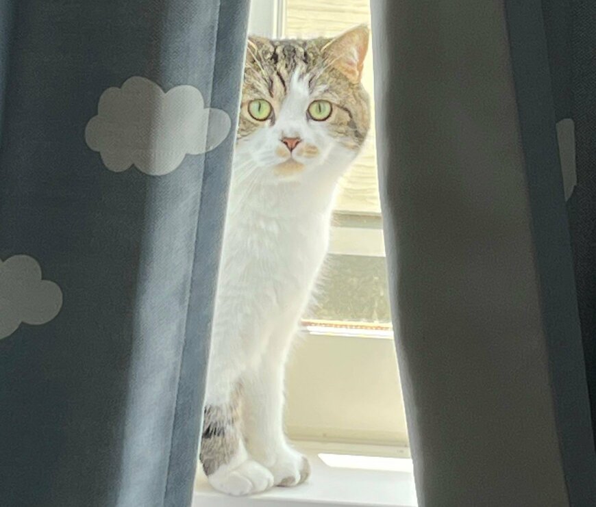 出所：@torotolo106106