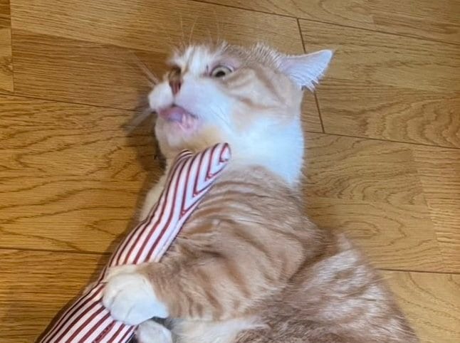 出所：@kotaro_0315