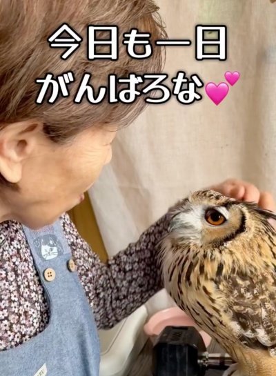【猛禽を忘れてるカオ】うっとりするフクロウ　大好きなばあちゃんにだけ見せる「にま〜」に思わず二度見！