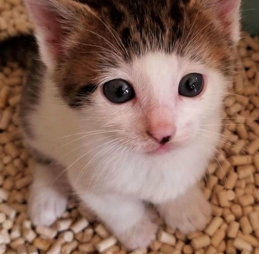 出所：@Saeroyi_cat