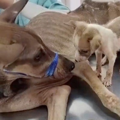 【保護犬】痩せ細りながら子犬と生き抜いた母犬。保護され、回復してふっくらした姿に胸が熱くなる