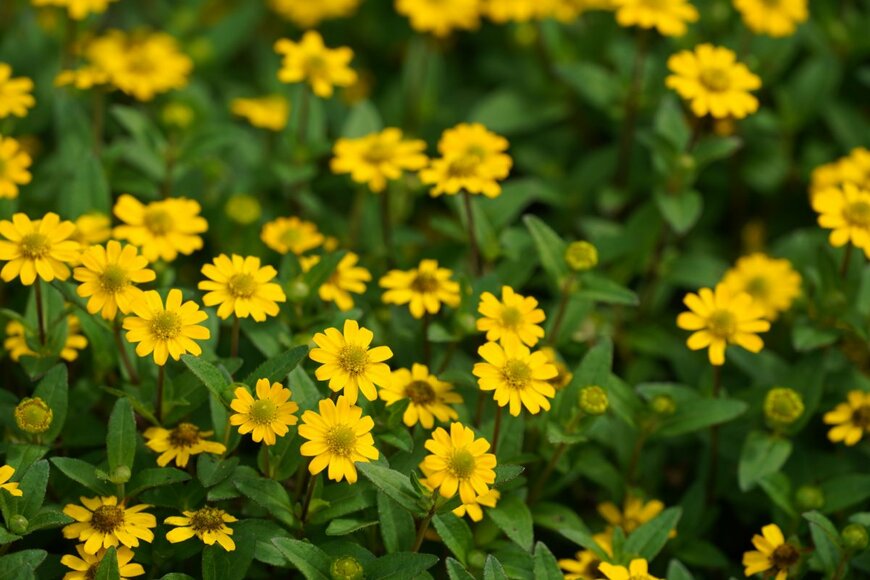 Doikanoy/shutterstock.com