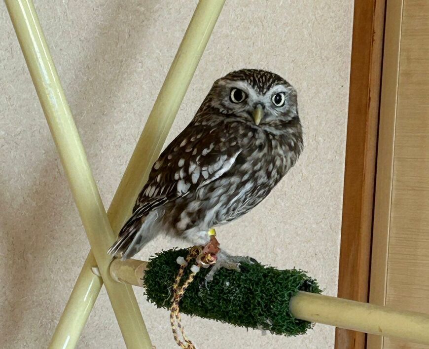 出所：@chimaki_anahori