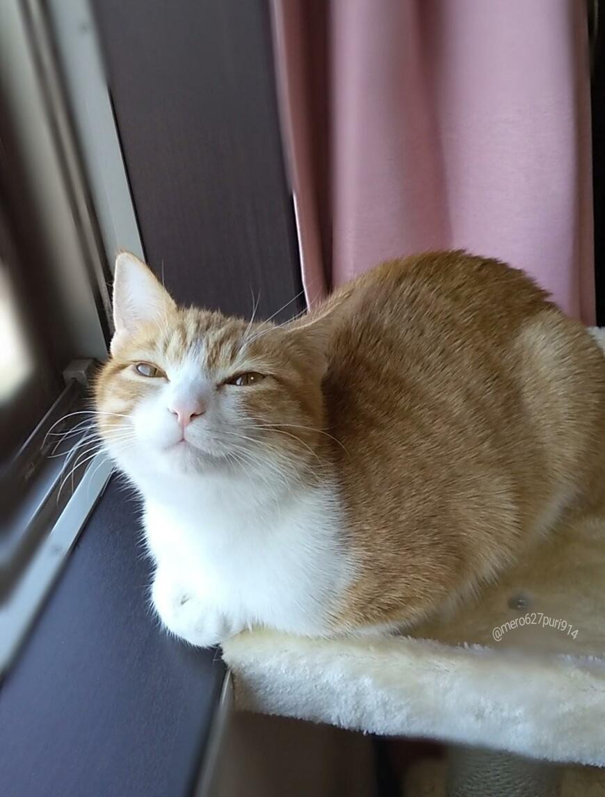 出所：@mero627puri914