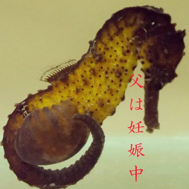 出所：@seahorsehouse_jp