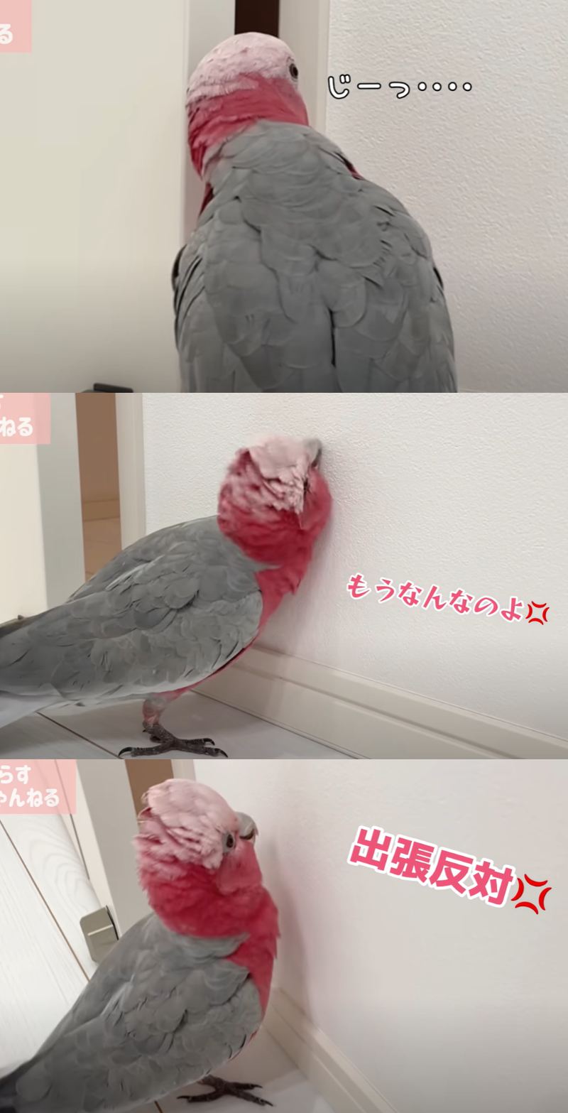 出所：@anz_omomiri