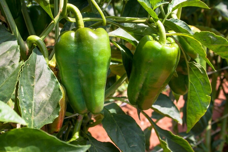 alffoto/istockphoto.com