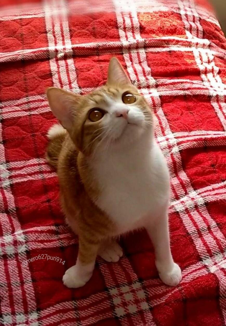 出所：@mero627puri914