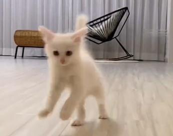 出所：@meltube_cat