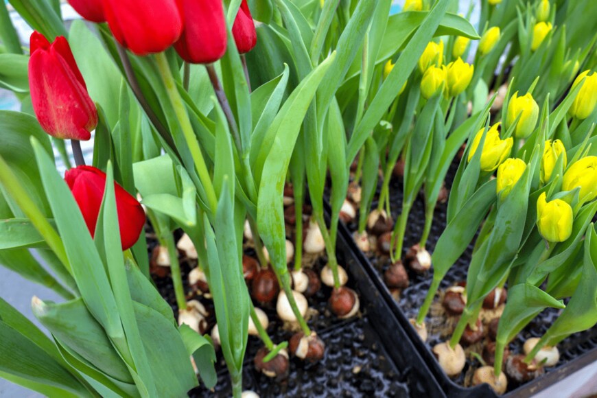 チューリップ　　VeIrina/shutterstock.com