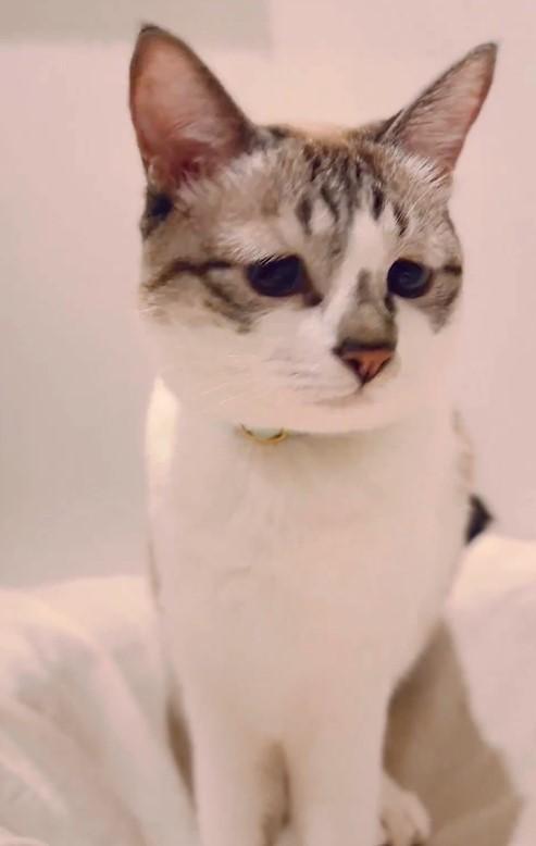 出所：@piennekomint