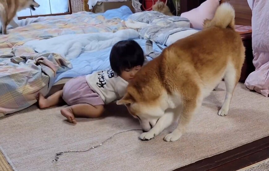 柴犬と子供