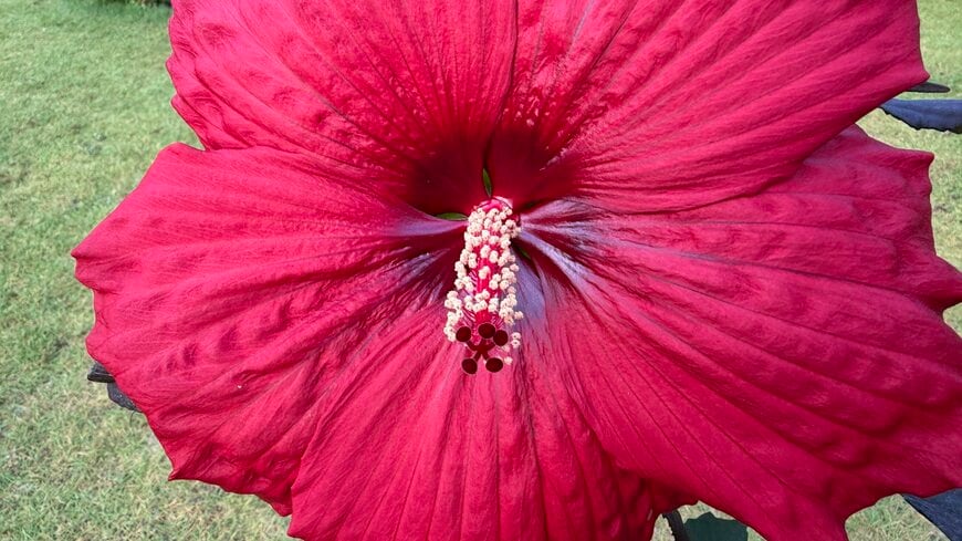 多年草扱いのハイビスカス サマリフィックの花