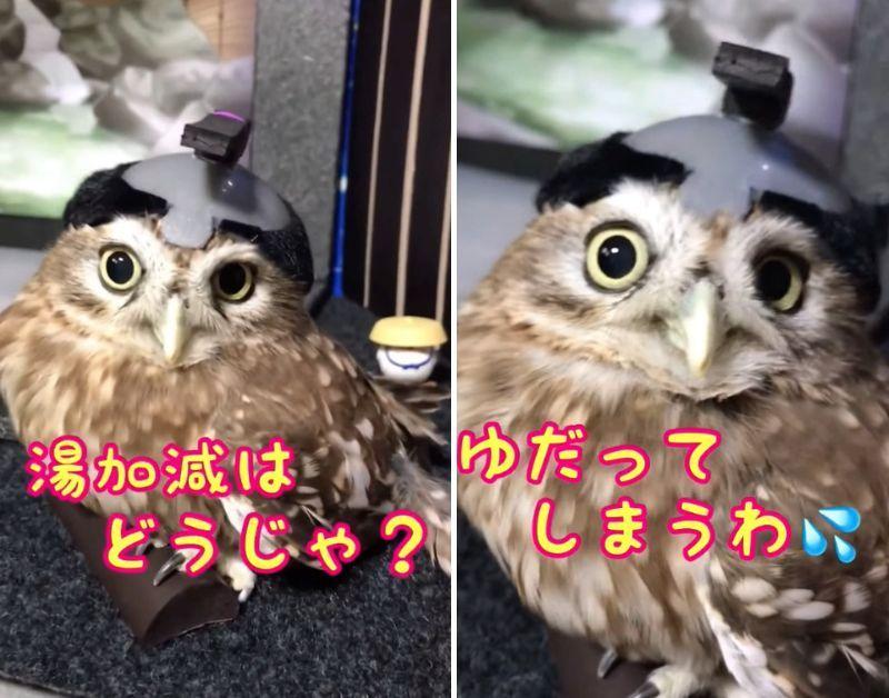 投稿動画のワンシーン