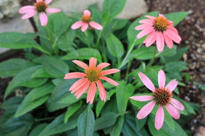 サーモンピンクの花を咲かせている、エキナセア