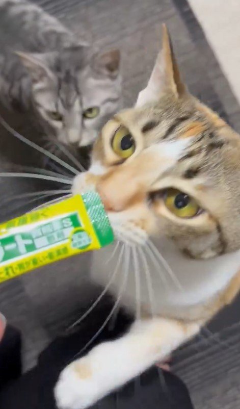 胃薬をおやつと勘違いする猫