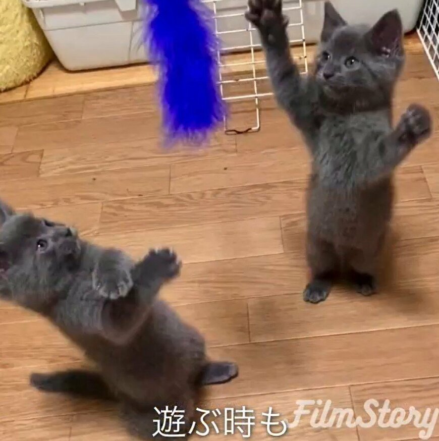 2匹の猫