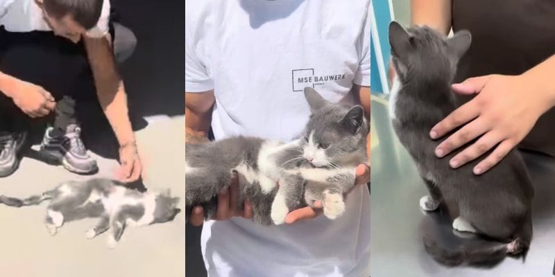出所：<u><a href="https://www.instagram.com/animal_rescue_nikola/reel/DaV8U2cItR1/?hl=ja" target="_blank">@</a></u><u><a href="https://www.instagram.com/animal_rescue_nikola/reel/DaV8U2cItR1/?hl=ja" target="_blank">animal_rescue_nikola</a></u>