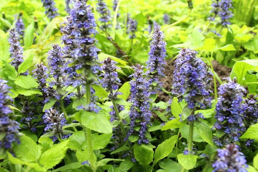 柔らかな日差しの中咲くアジュガ