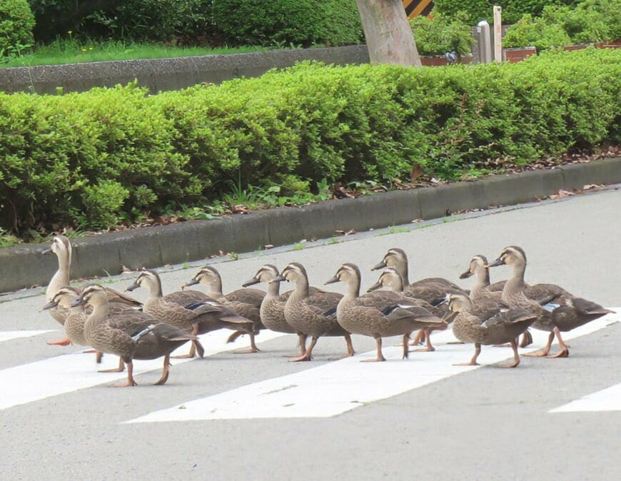 横断歩道を渡る様子