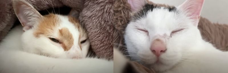 投稿動画のワンシーン