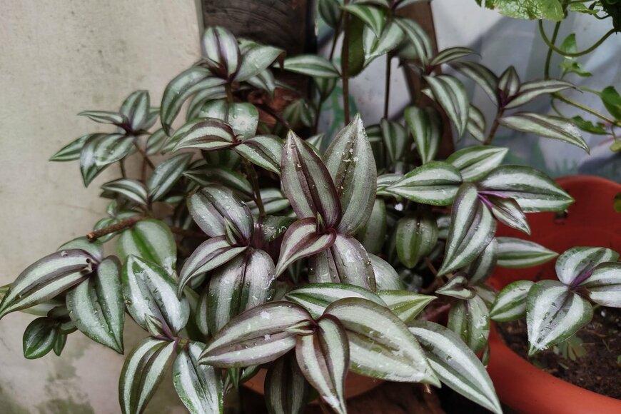 トラデスカンチアの鉢植えがハンギングで吊るされている