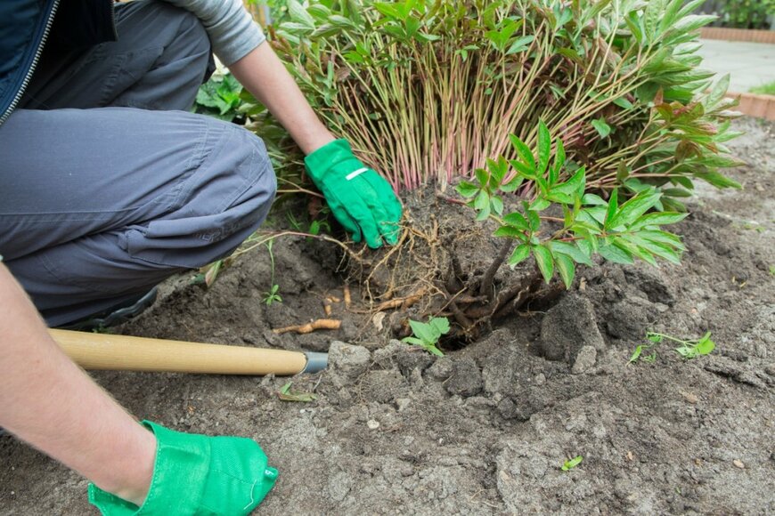 宿根草の株分けのタイミング
