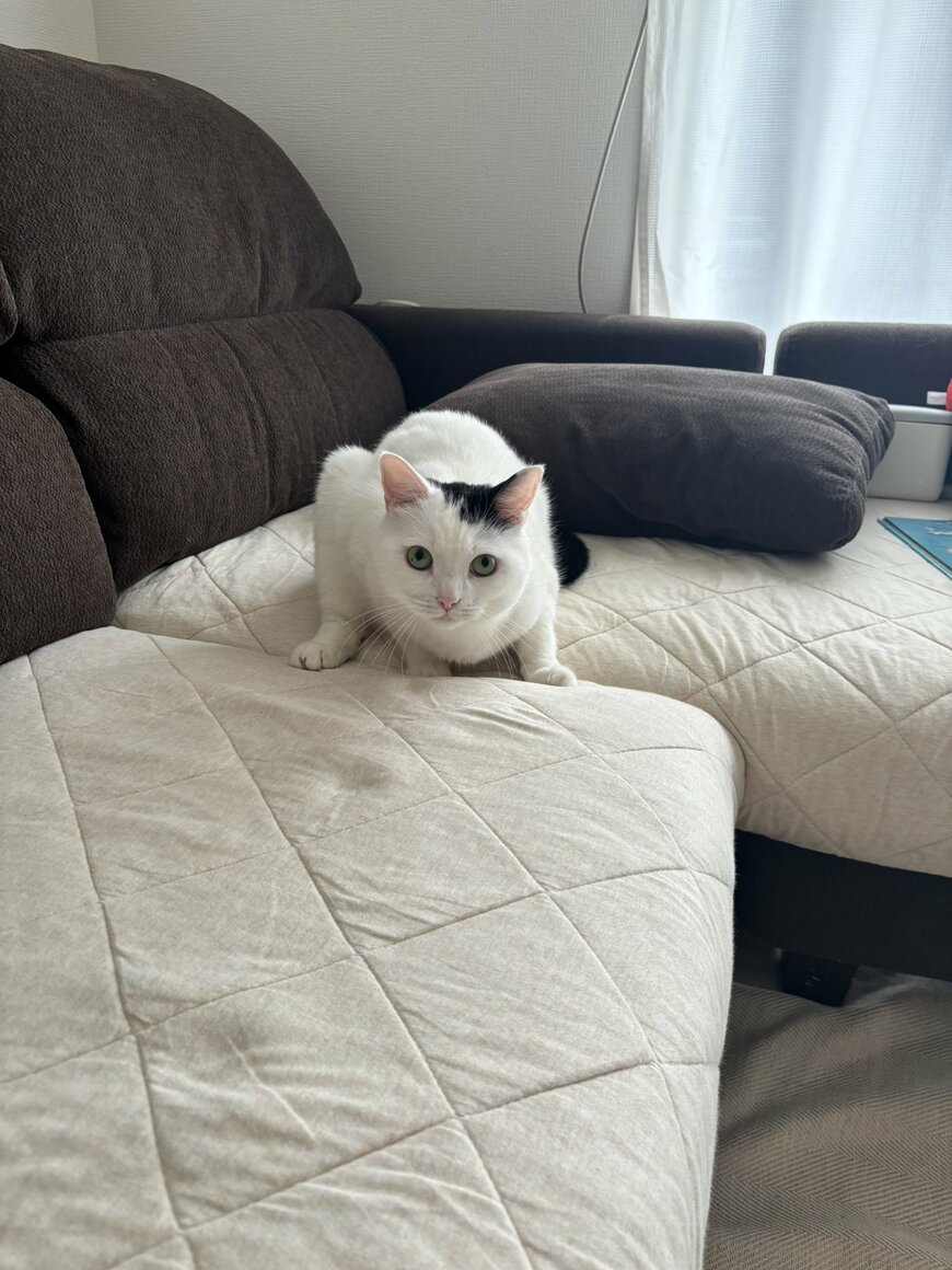 ソファーで構える猫ちゃん