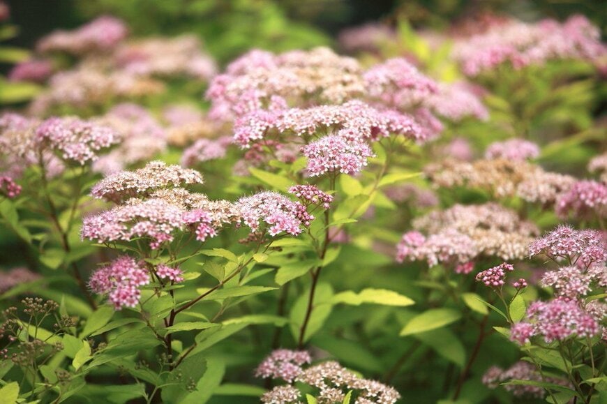 ピンク色の花を咲かせている、シモツケ・ゴールドフレーム