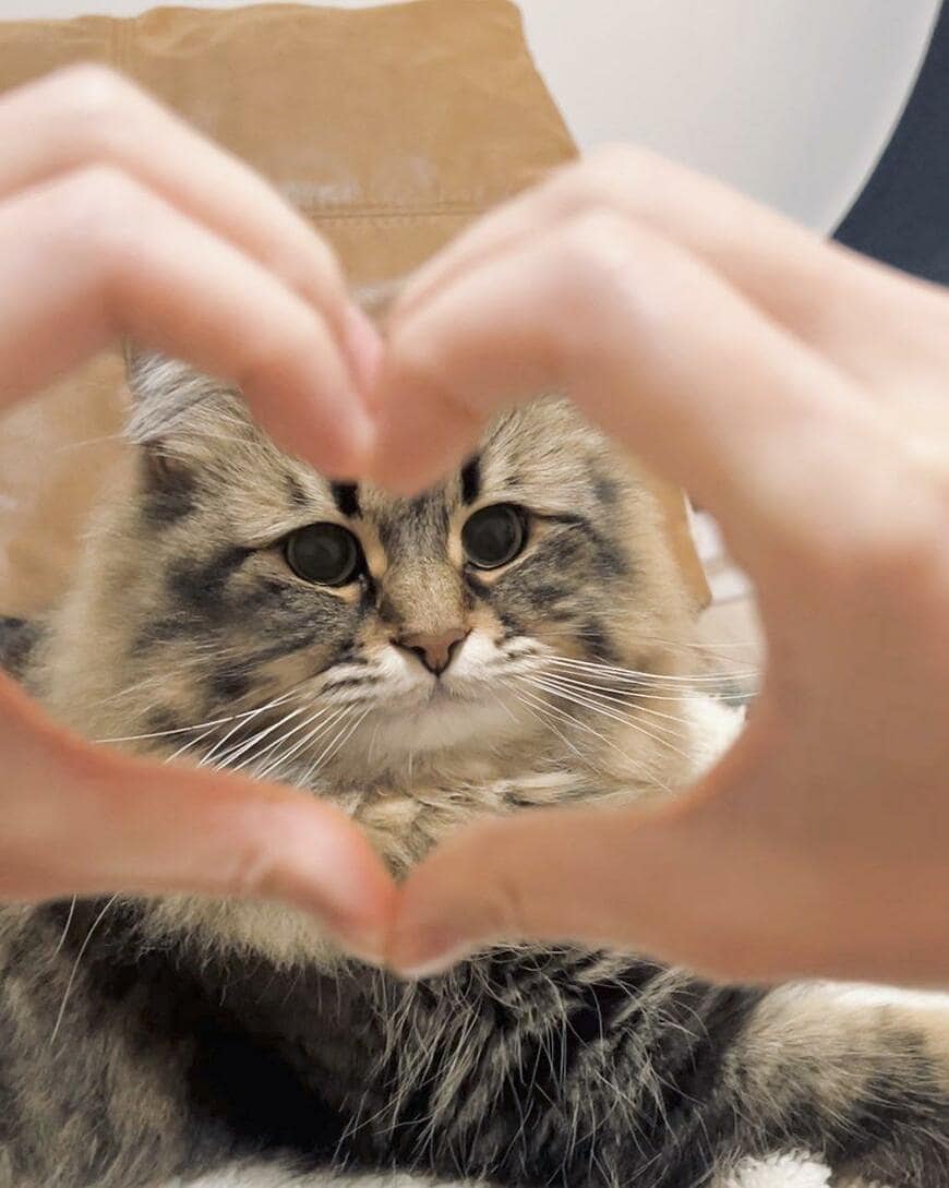 ハート越しの猫