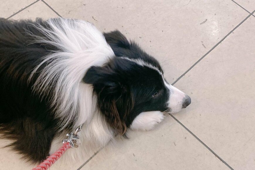 動物病院でのカシスくん