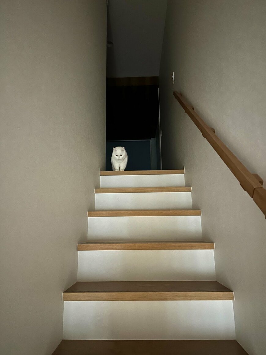 階段上の猫