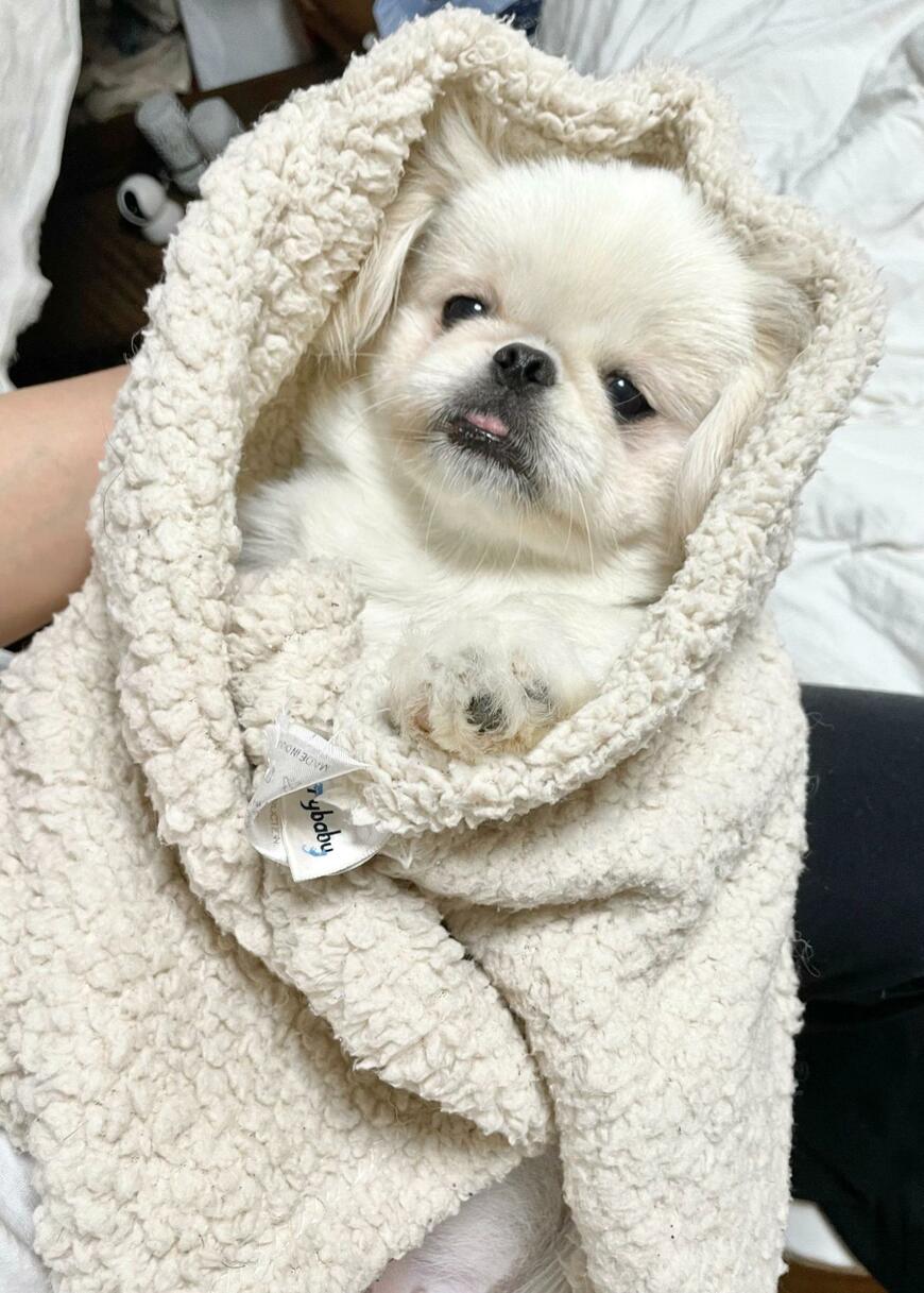 新生児のような犬