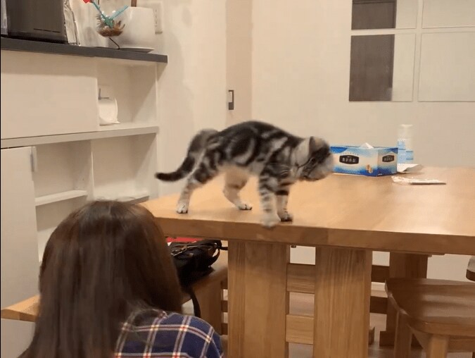 だるまさんがころんだの子猫