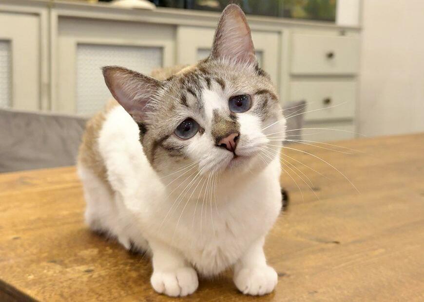 首をかしげる猫