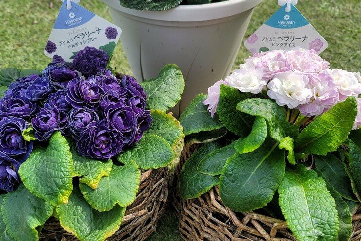 プリムラ・ベラリーナ（Hakusan）著者撮影