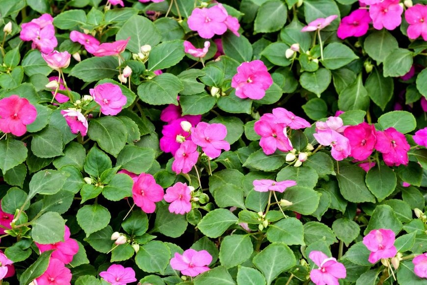 ピンクのインパチェンスの花々