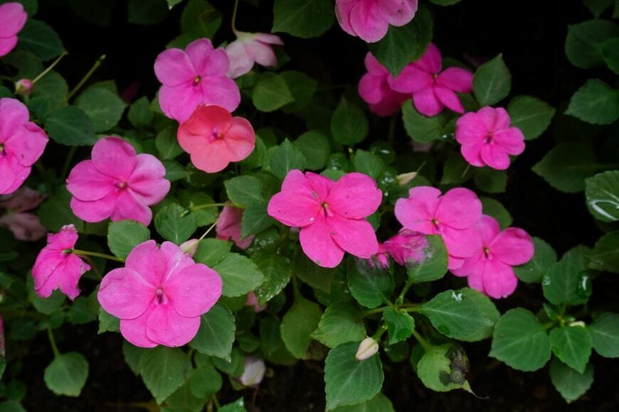 鮮やかなピンクのインパチェンスの花