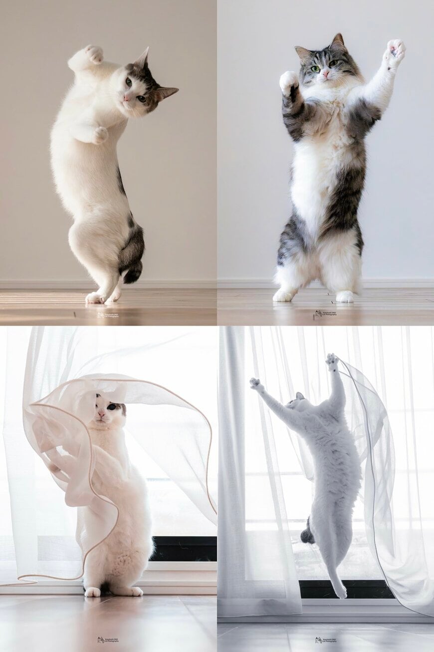 美しい立ち姿の猫ちゃん達