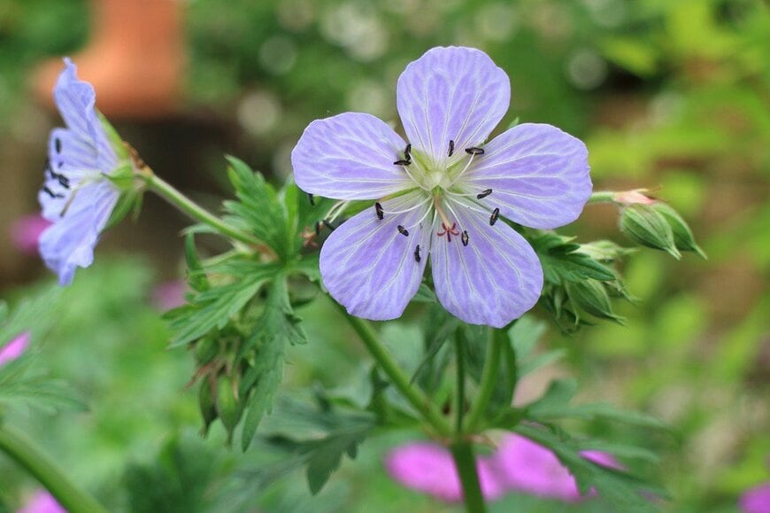 青紫のゲラニウムの花のアップ画像