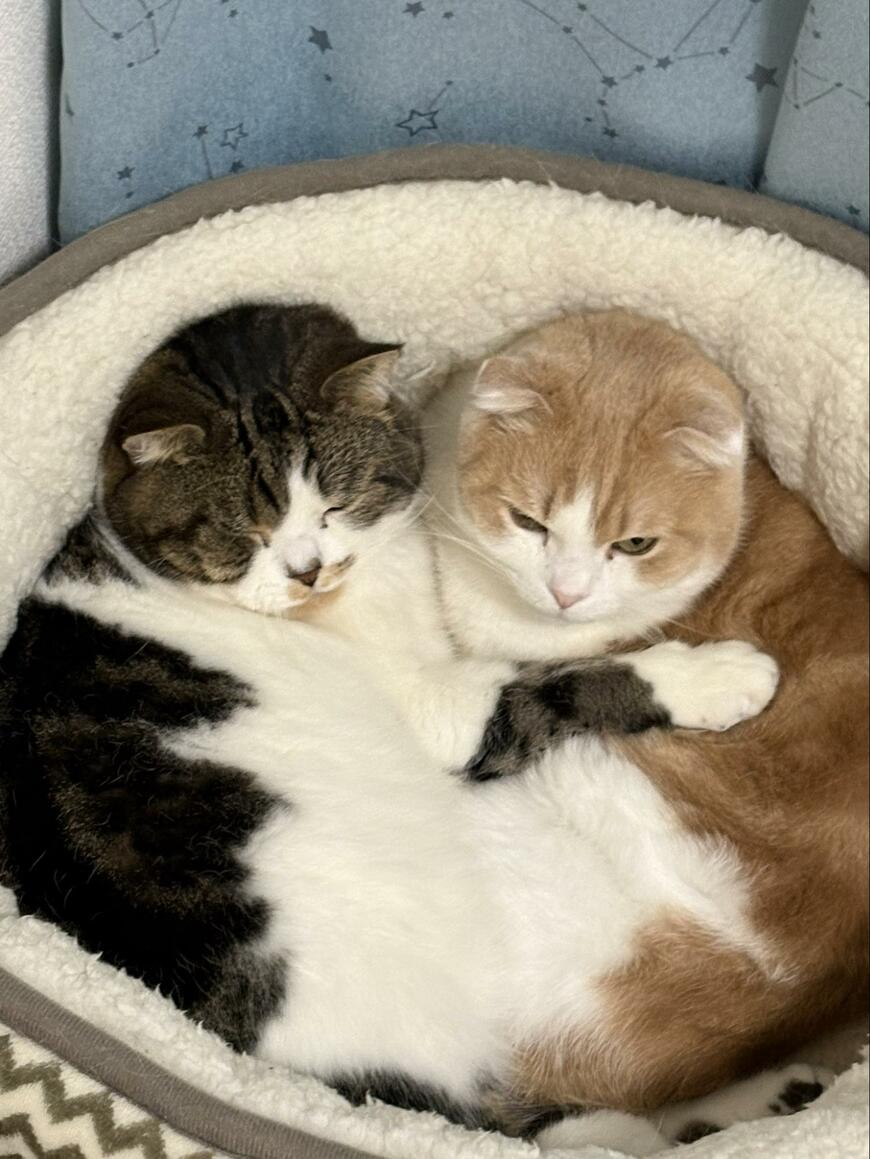 寄り添い眠る猫