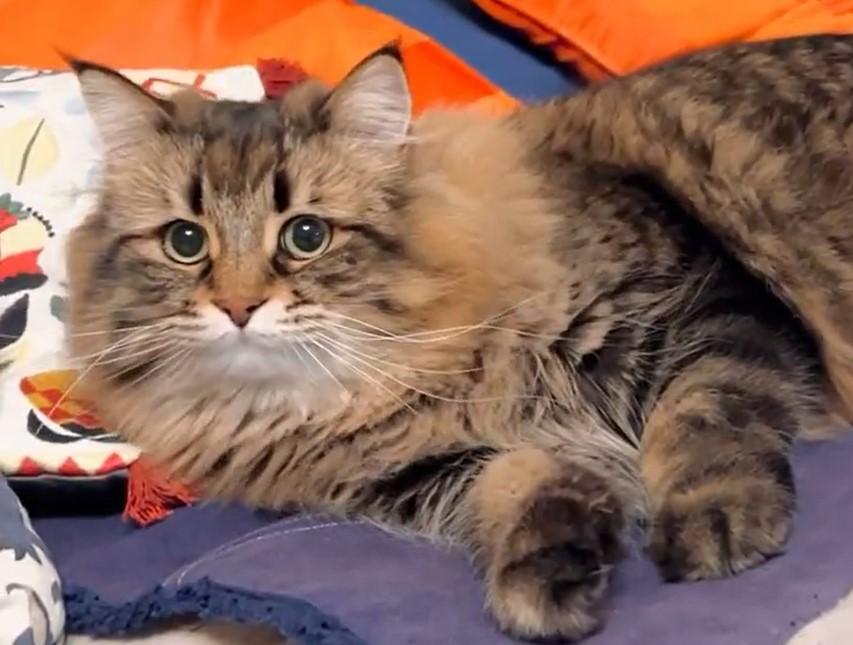 顔を伸ばし始める猫