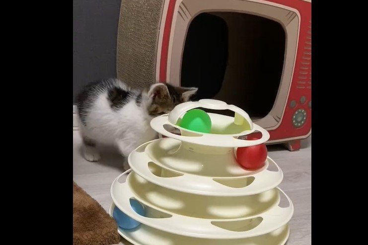 遊びに夢中の小さな保護猫　可愛すぎるアレにSNSユーザー大興奮
