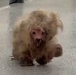 「汚れた茶色い毛玉」だった子犬、保護されトリミングした後の姿に目を疑う！元気になった現在は？（海外動物レスキュー）