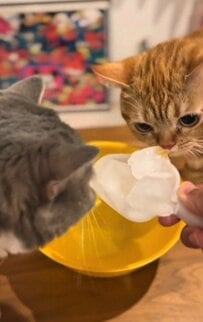 姉妹猫がアイスキューブチャレンジに挑戦！脚も突っ込んで涼しさを楽しむ2匹の姿が可愛すぎと話題に！　
