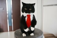 ネクタイをしてきっちり決める猫ちゃん　リラックスした姿がかわいすぎる…