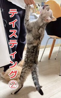 【食いしん坊猫あらわる！】「早くするニャ～！」仁王立ちで味見を要求する猫がおもしろすぎる