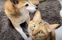 「全員集合～！」柴犬と仲良しの猫ちゃん達　リビングに大集合する様子にホッコリする人が続出中！