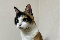 保護猫の「視線の先にあるもの」が話題に　食い入るように見つめる姿に「鏡をみてるような」