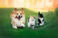 【2025年度4月分から増える】公的年金は＋1.9%、年金生活者支援給付金は＋2.7%「いくら増える？いつもらえる？」